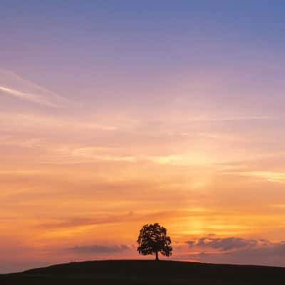 The Tree, Germany