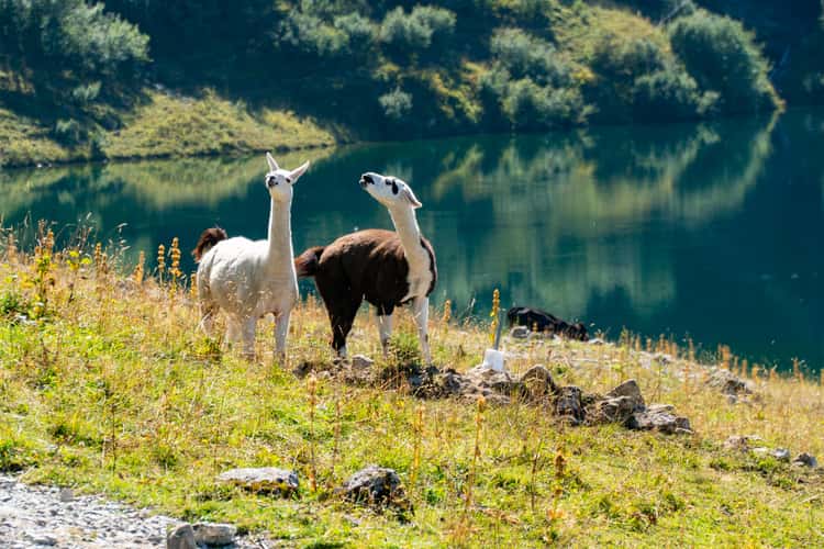 Traualpsee