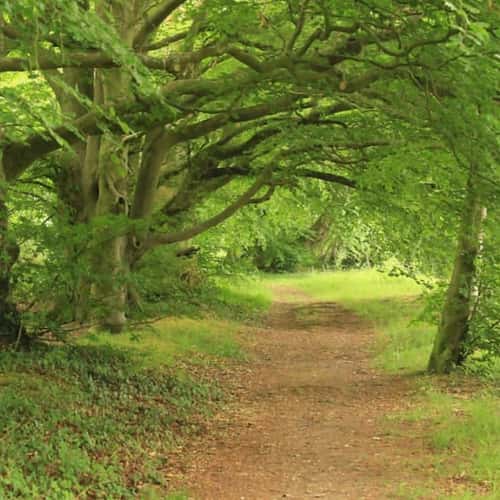 Trees on foot path