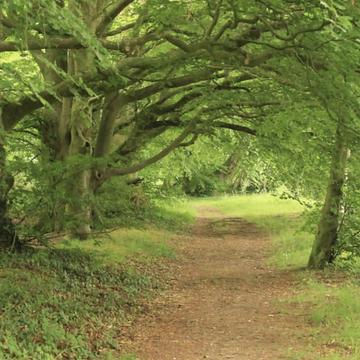 Trees on foot path, United Kingdom