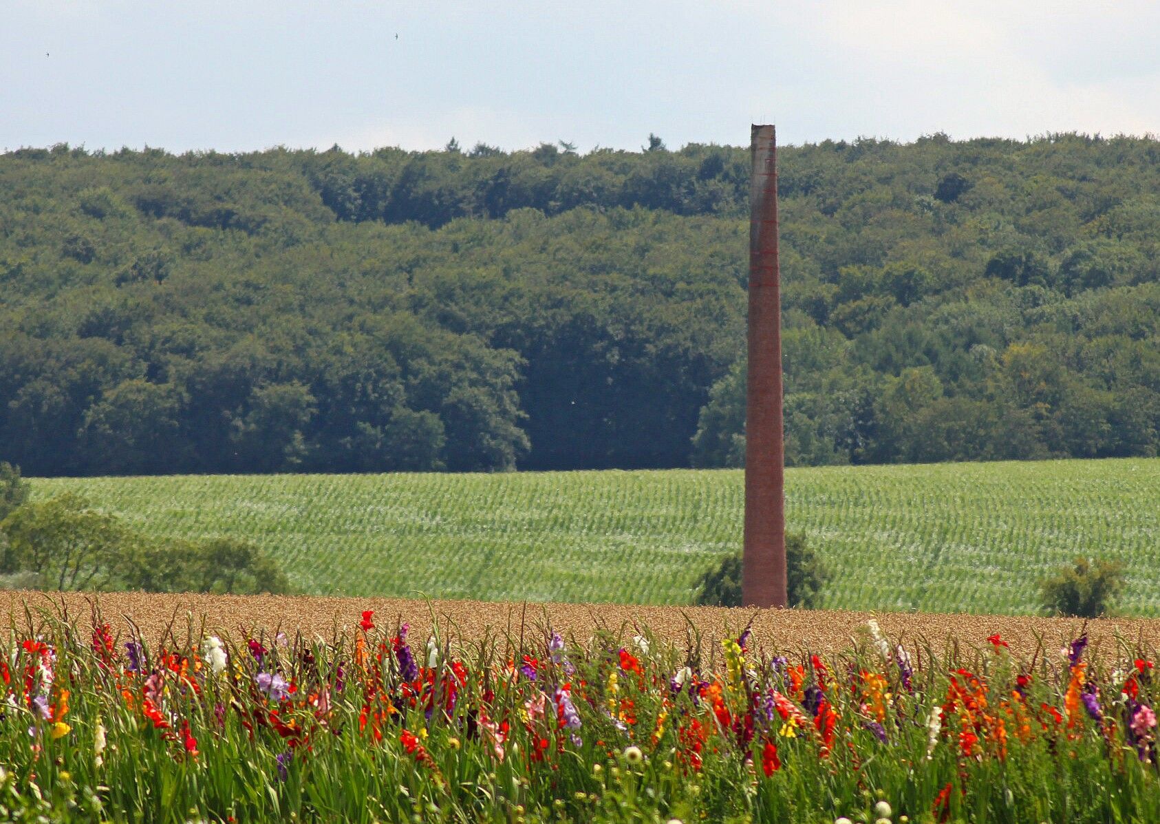Flower Field, Germany