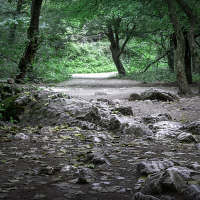 Turda Gorge Forest, Romania