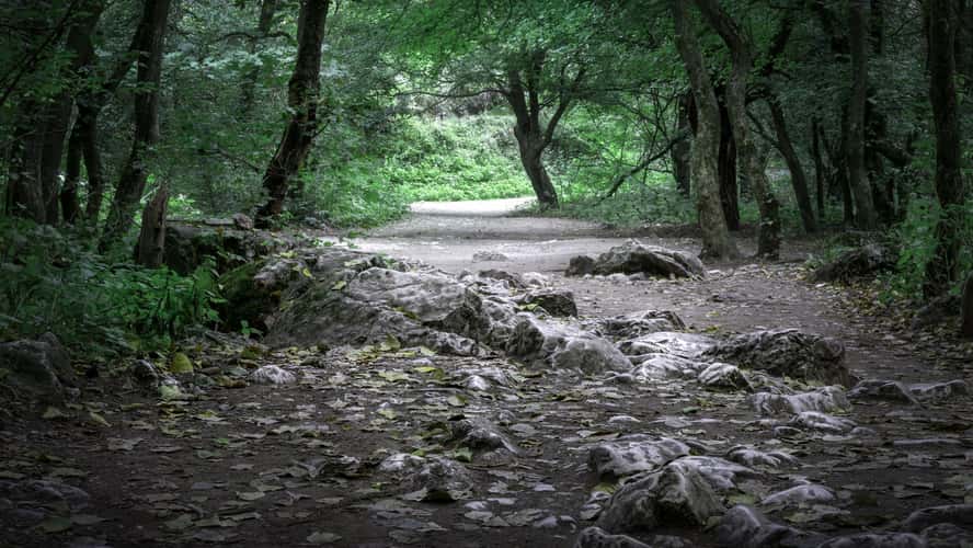 Turda Gorge Forest