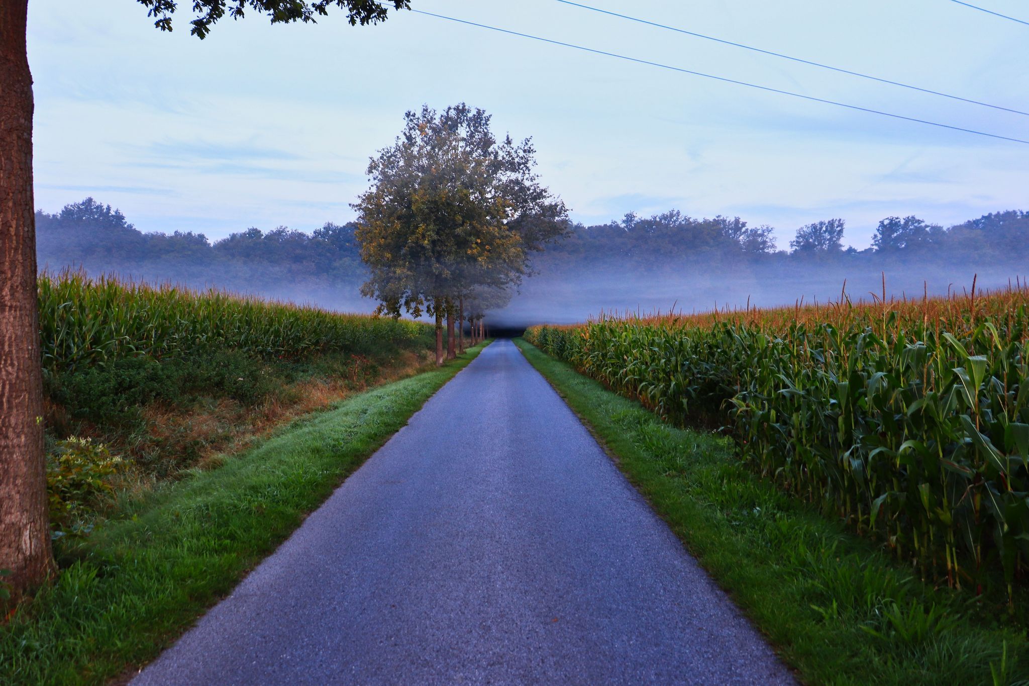 Unter dem Nebel / Under the Fog, Germany