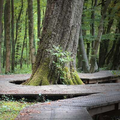 Waldweg der besonderen Art, Germany