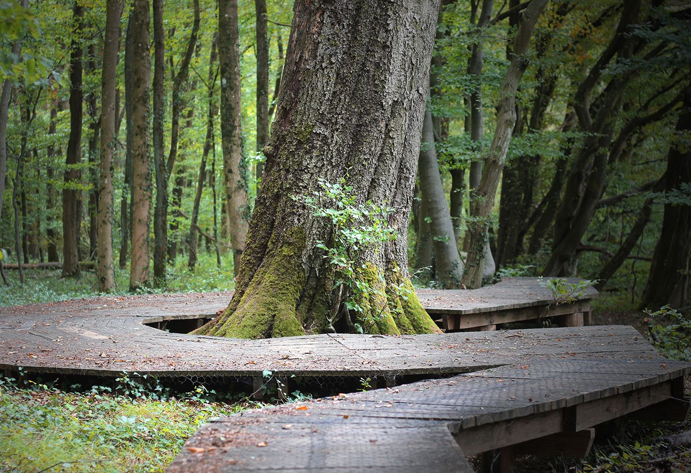 Waldweg der besonderen Art, Germany