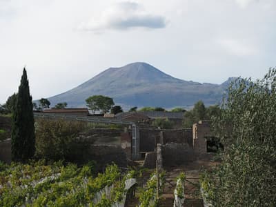 Acient wine gardens and Vesuv in background