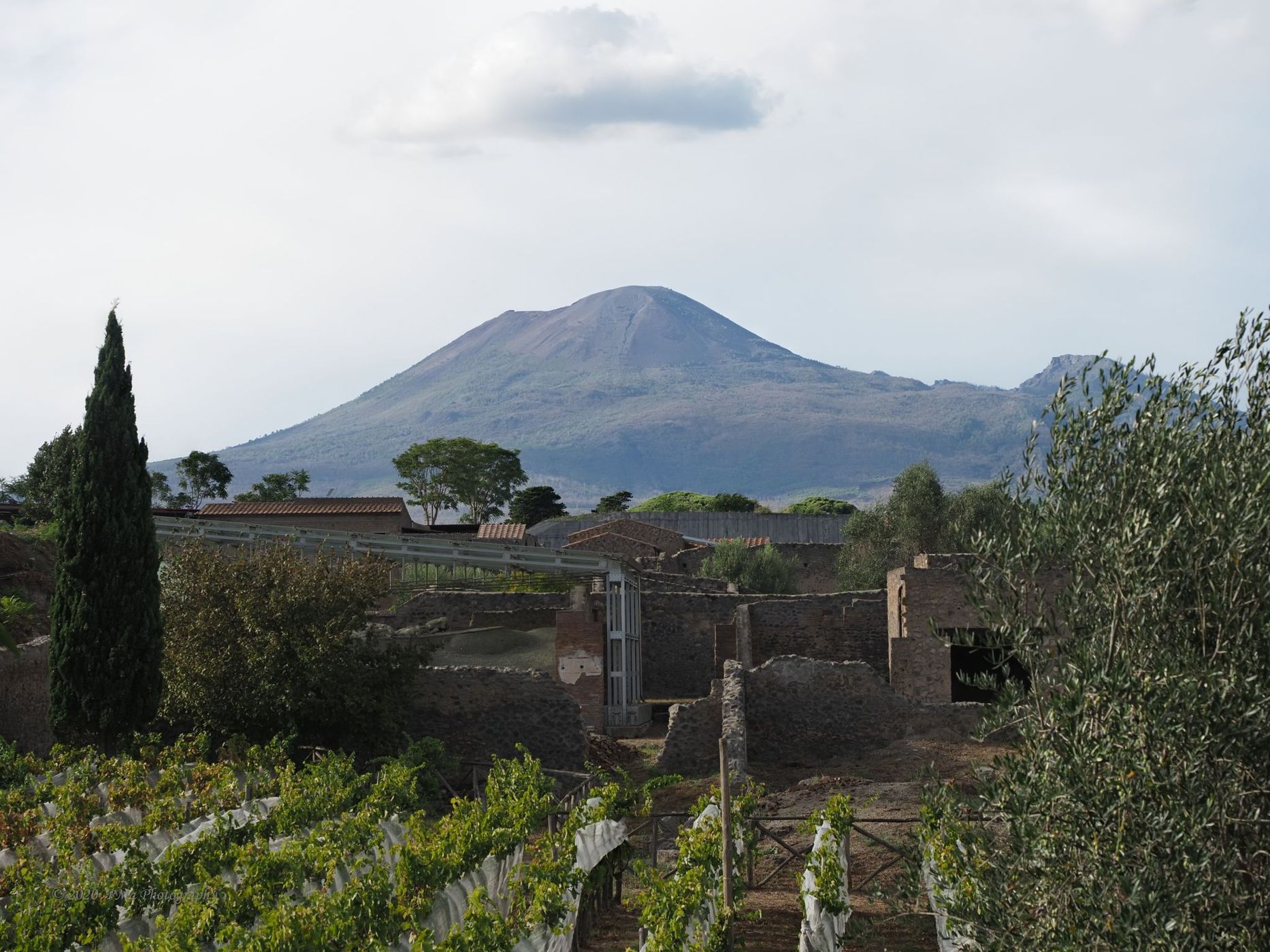 Acient wine gardens and Vesuv in background, Italy