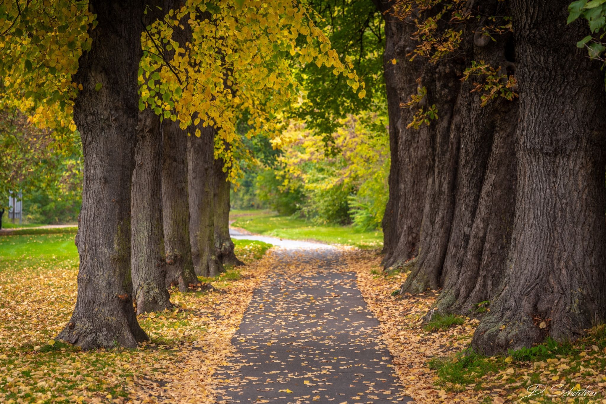 Alley next to the Rhine, Germany