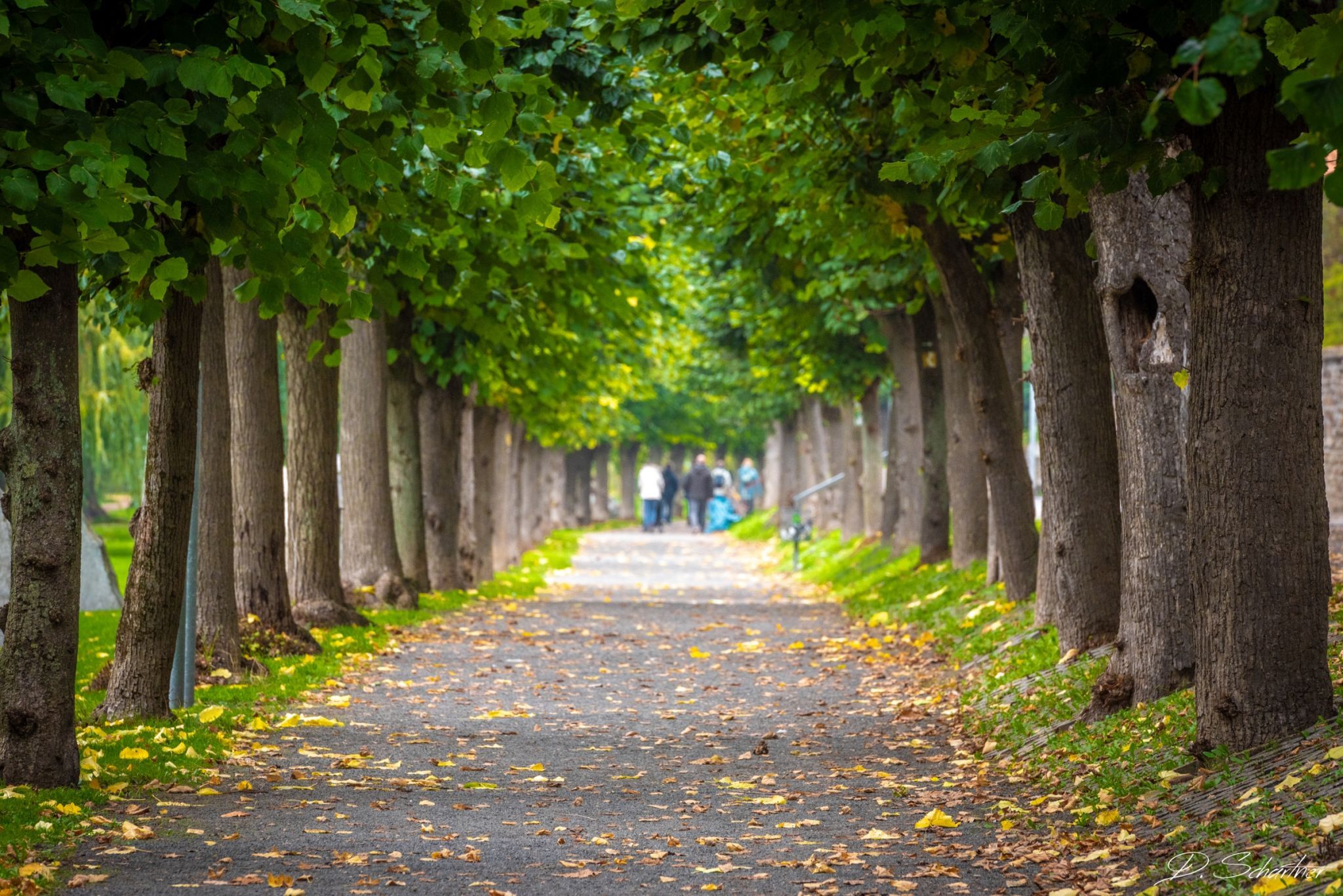 Alley next to the Rhine, Germany