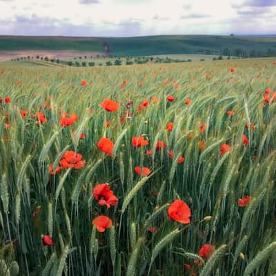 Blooming poppies at South Moravian meadow, Czech Republic