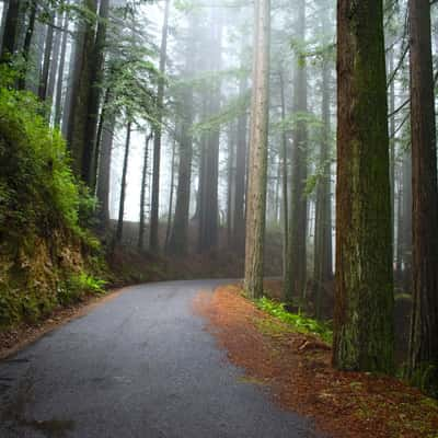 California Redwoods, USA