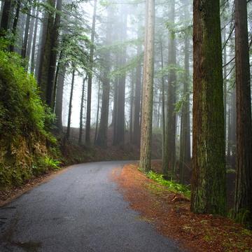 California Redwoods, USA