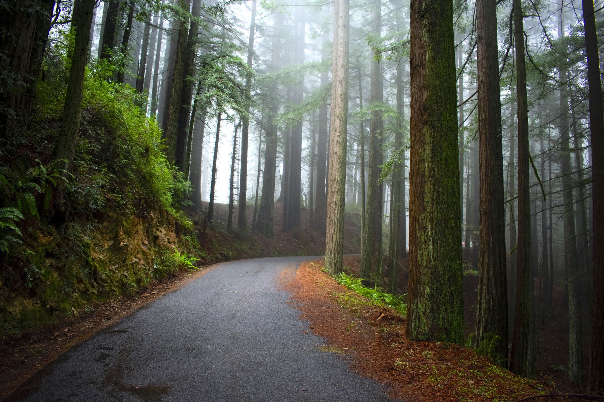 California Redwoods, USA