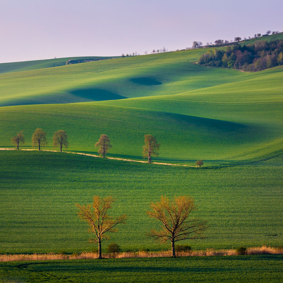 Chestnuts Avenue, Moravia, Czech Republic