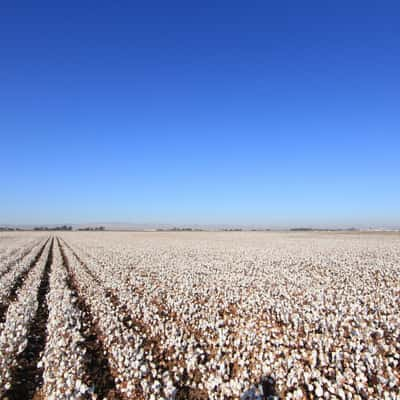 Cotton Fields, USA