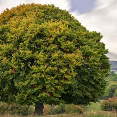 Deményháza Tree View, Romania