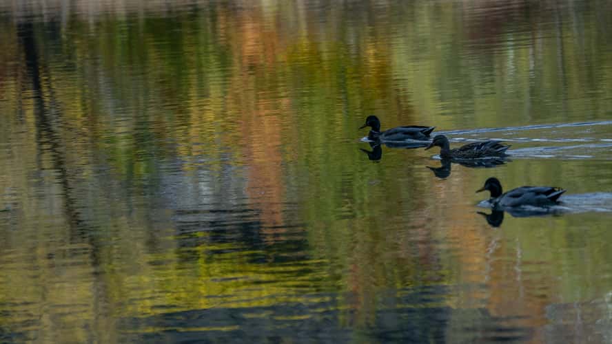 ducks in mont d'orge