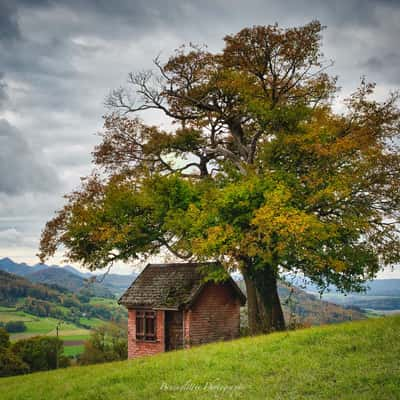 Feld-Ahorn bei Wisen, Switzerland