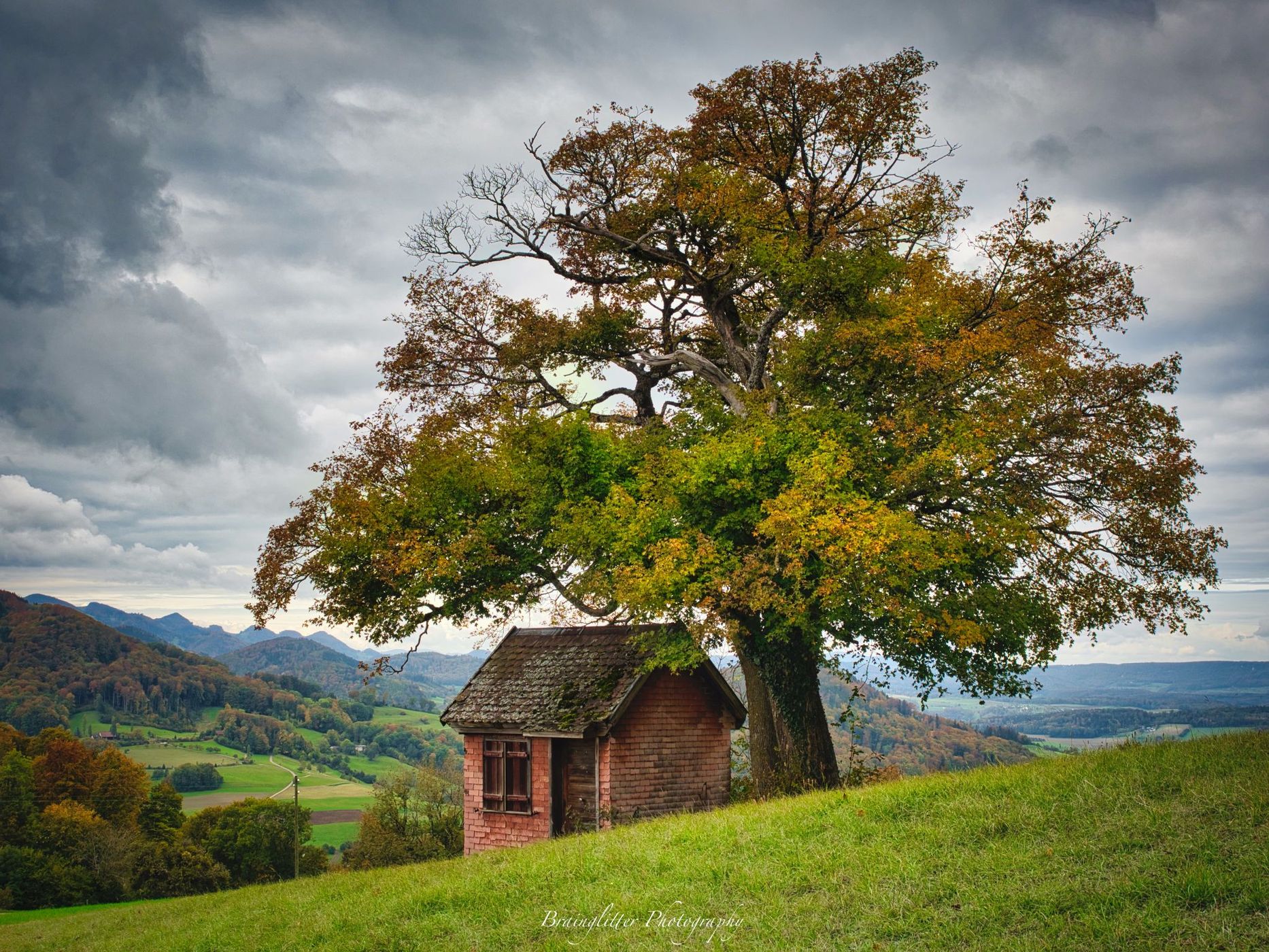 Feld-Ahorn bei Wisen, Switzerland