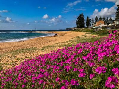 Flowers The Basin Beach, Mona Vale Beach New South Wales