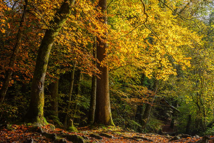 Forest in Bern