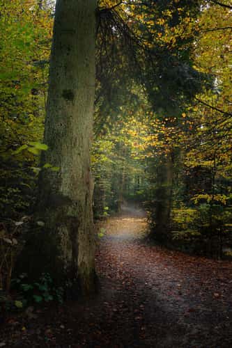 Forest in Bern