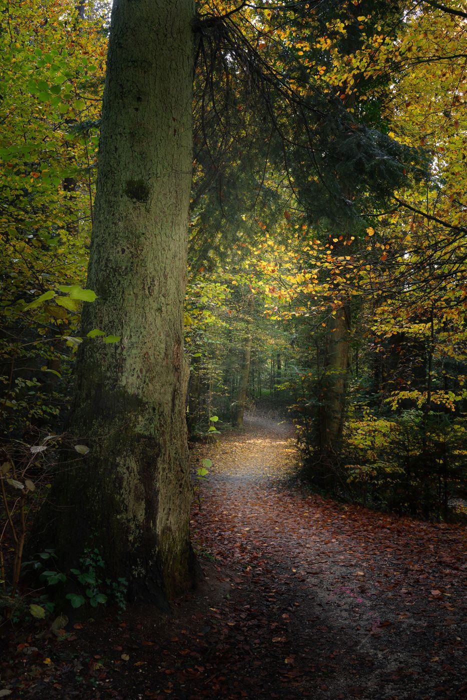 Forest in Bern, Switzerland