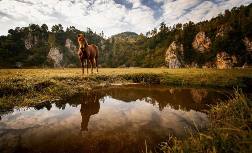 Fundătura Ponorului