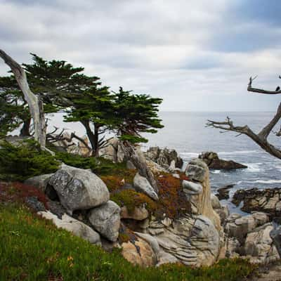 Ghost Tree, USA