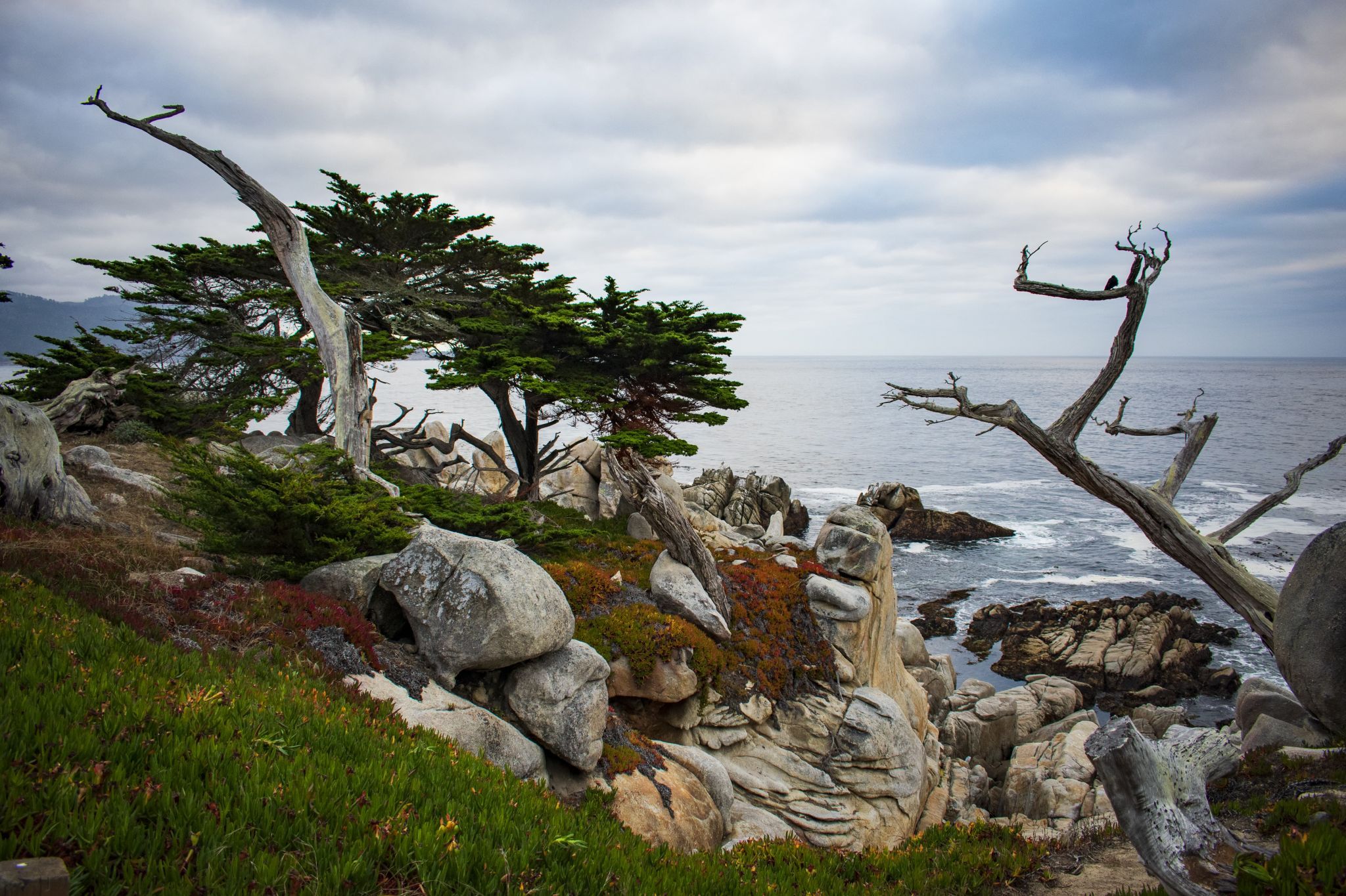 Ghost Tree, USA