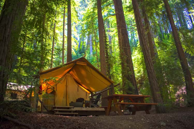 Glamping in the Redwoods