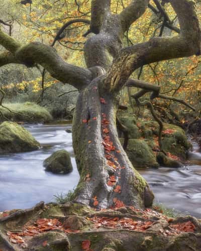 Golitha Falls