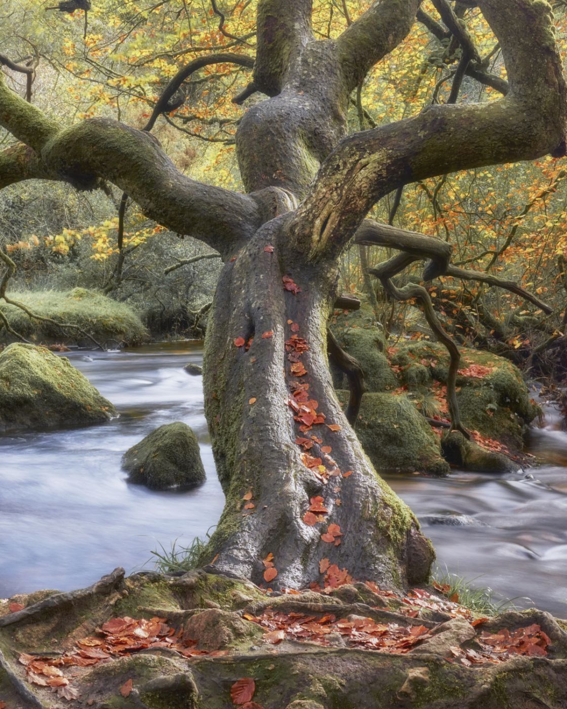 Golitha Falls, United Kingdom