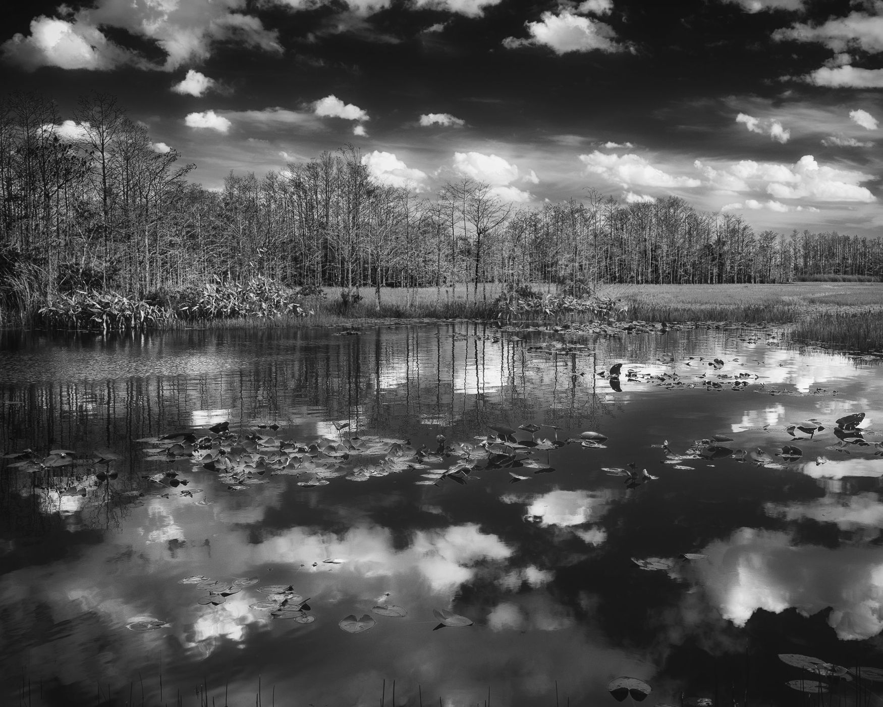 Grassy Waters Preserve, USA