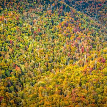 Great Smoky Mountains National Park, USA