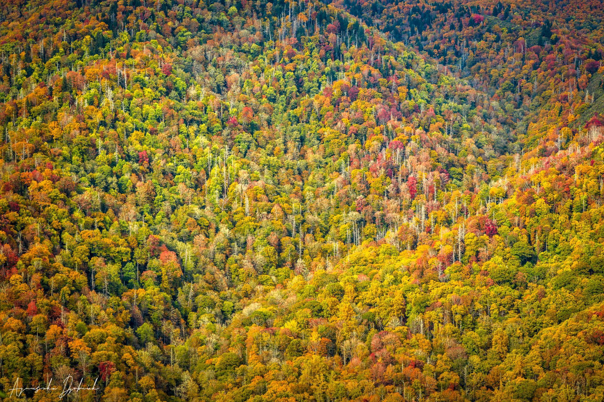 Great Smoky Mountains National Park, USA