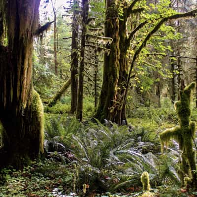 Kestner Creek Trail, USA