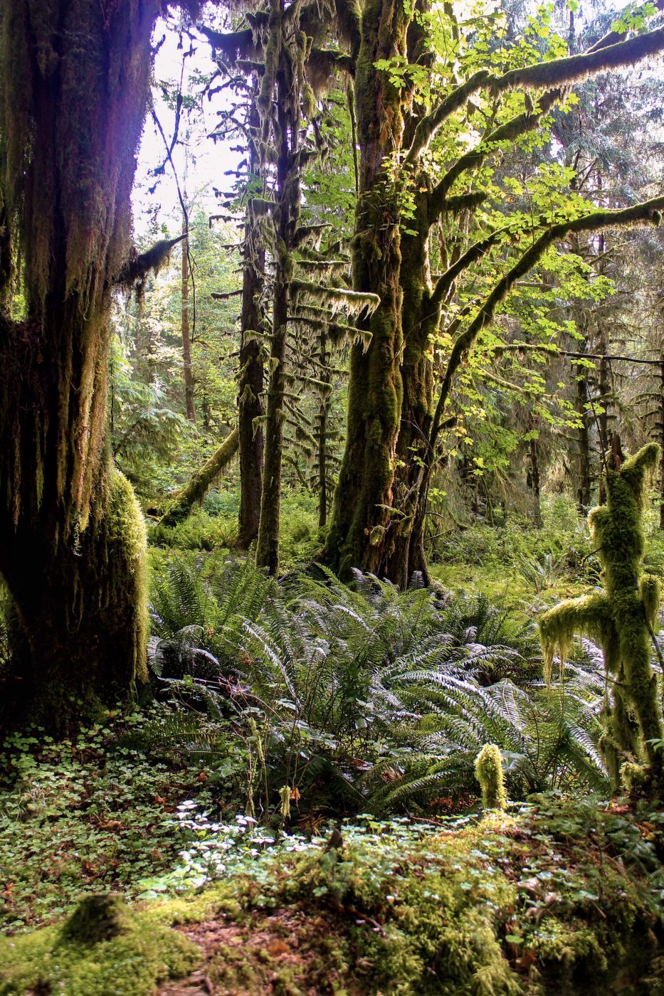 Kestner Creek Trail, USA