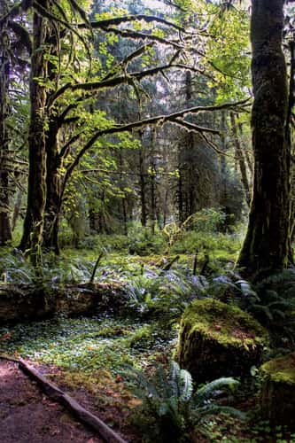 Kestner Creek Trail