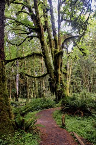 Kestner Creek Trail