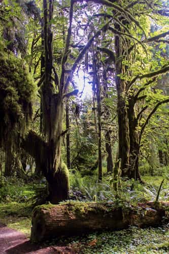 Kestner Creek Trail