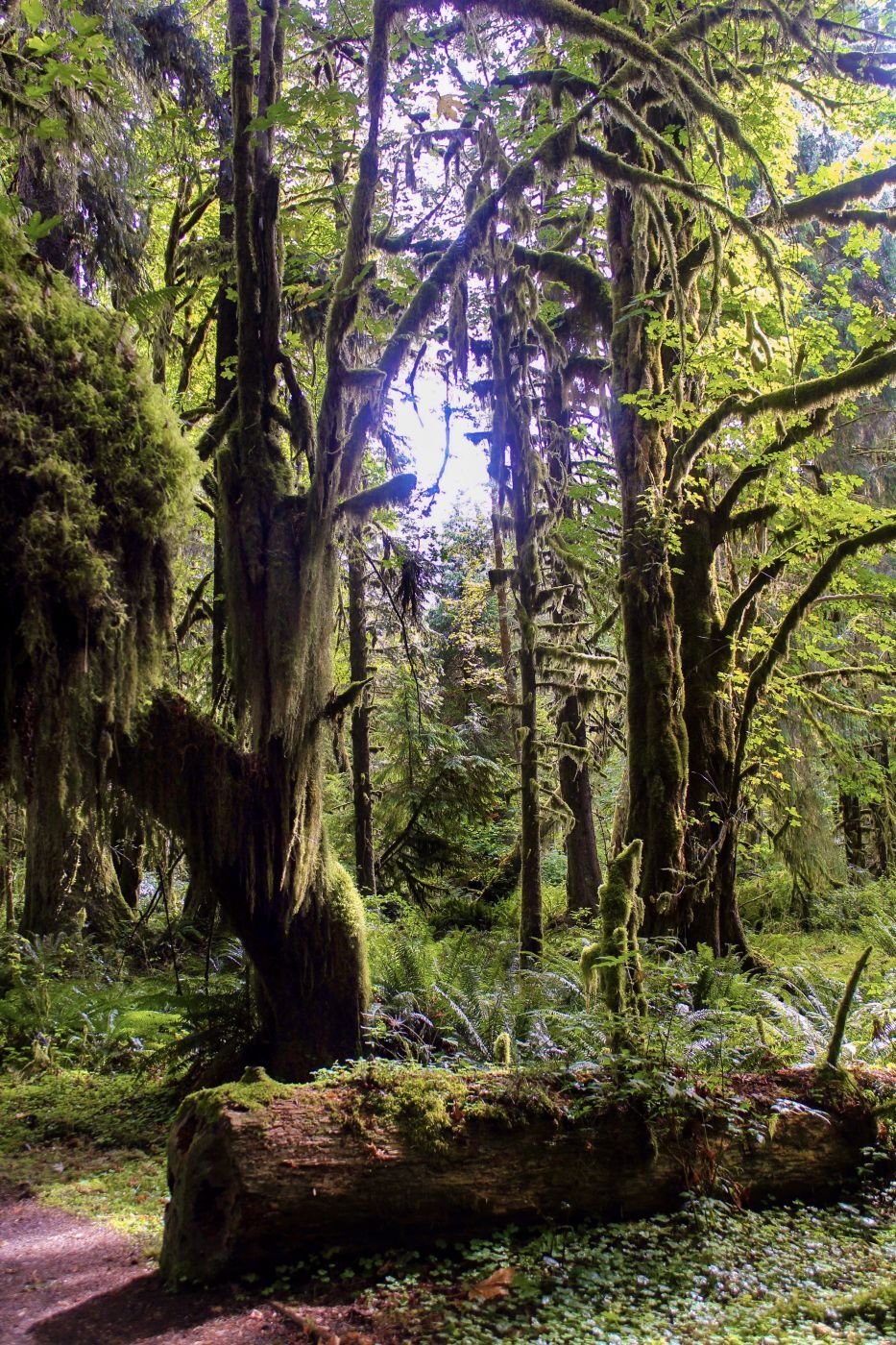 Kestner Creek Trail, USA