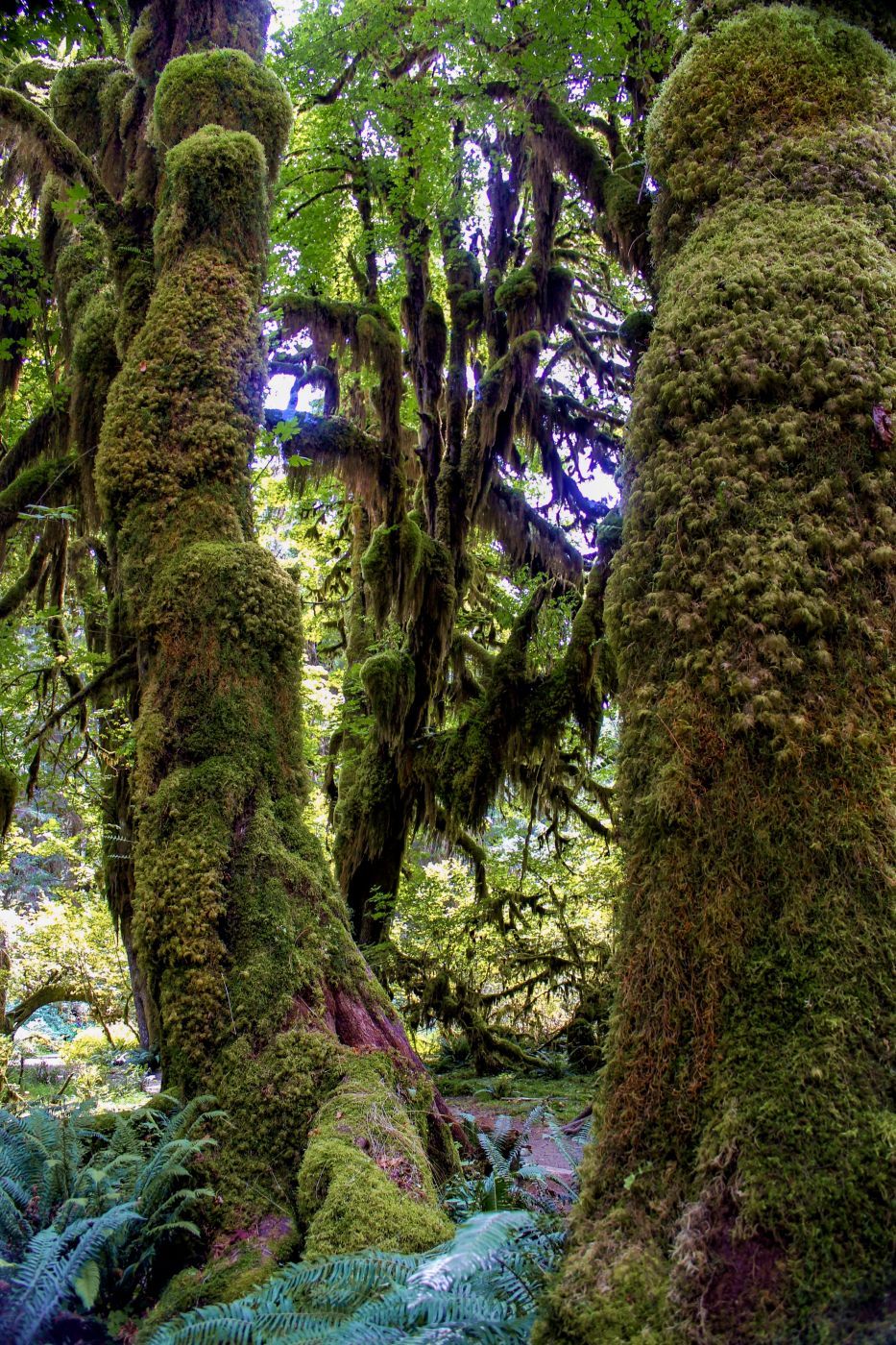 Kestner Creek Trail, USA