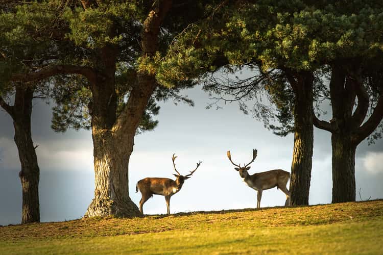 Knole Deer Park
