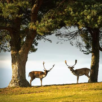 Knole Deer Park, United Kingdom