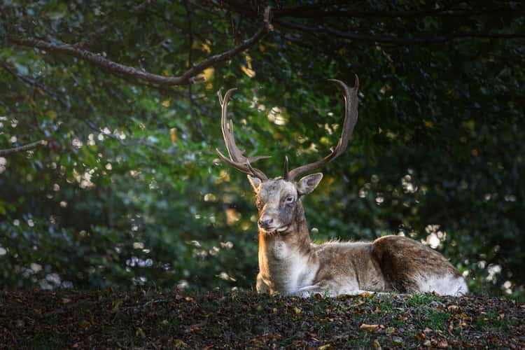 Knole Deer Park
