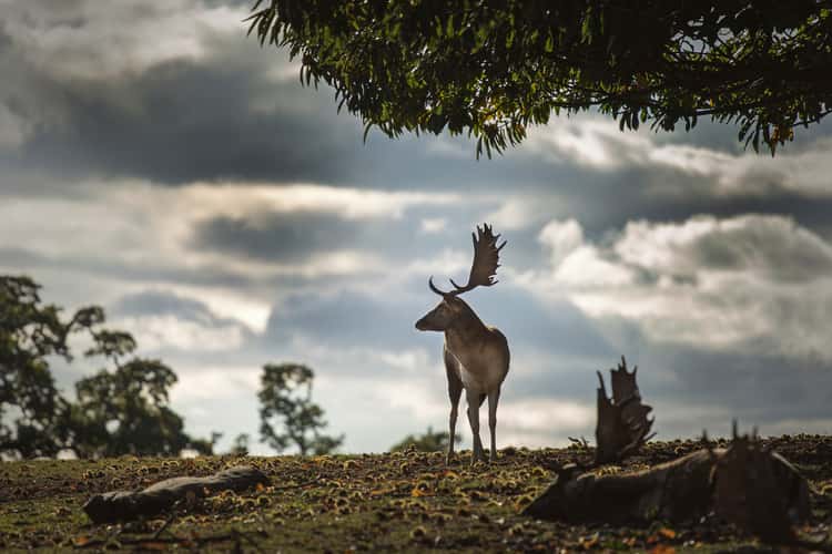 Knole Deer Park