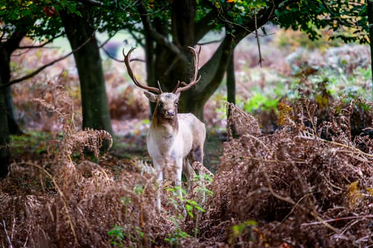 Knole Deer Park
