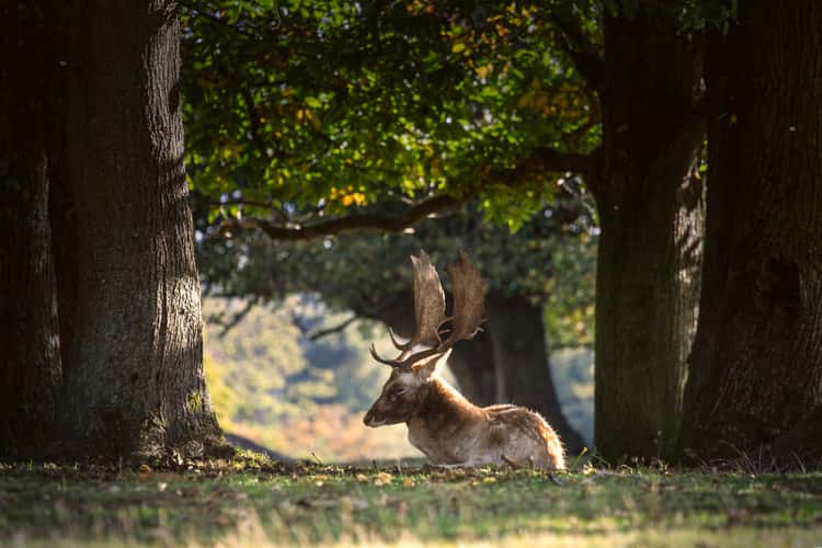 Knole Deer Park